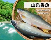 宜蘭山泉公香魚9-10p