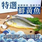 野生三去大黃魚600-700g