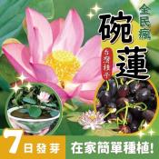 台灣四季荷花碗蓮種子48-50顆