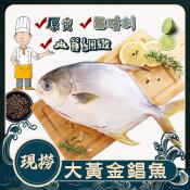 現撈大黃金鯧魚500/600g