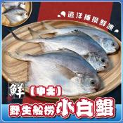 野生船撈小白鯧1000g