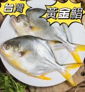 重量級黃金鯧（800~900g）