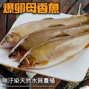 爆卵母香魚