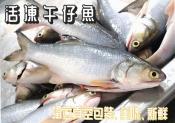 三去午仔魚