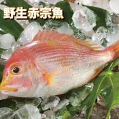 現撈野生赤宗魚