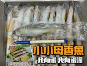 小小母香魚20p