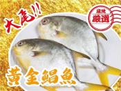 澎湖野生黃金鯧魚600g