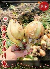 2022年新鮮蔬菜皇后洋蔥3斤