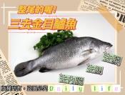 無包冰三去金目鱸魚300g-500g