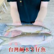 台灣鹹水午仔魚2尾入