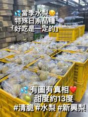 新興水梨禮盒6大粒裝