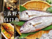 三去野生白口魚600g