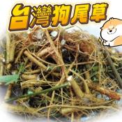 台灣狗尾草200g