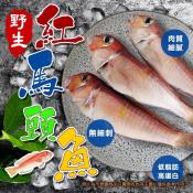 現撈野生紅馬頭魚200g-300gX2隻組