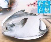 野生正藍帶大白鯧魚500-600g