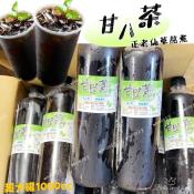 甘八茶 老仙草茶1000ml